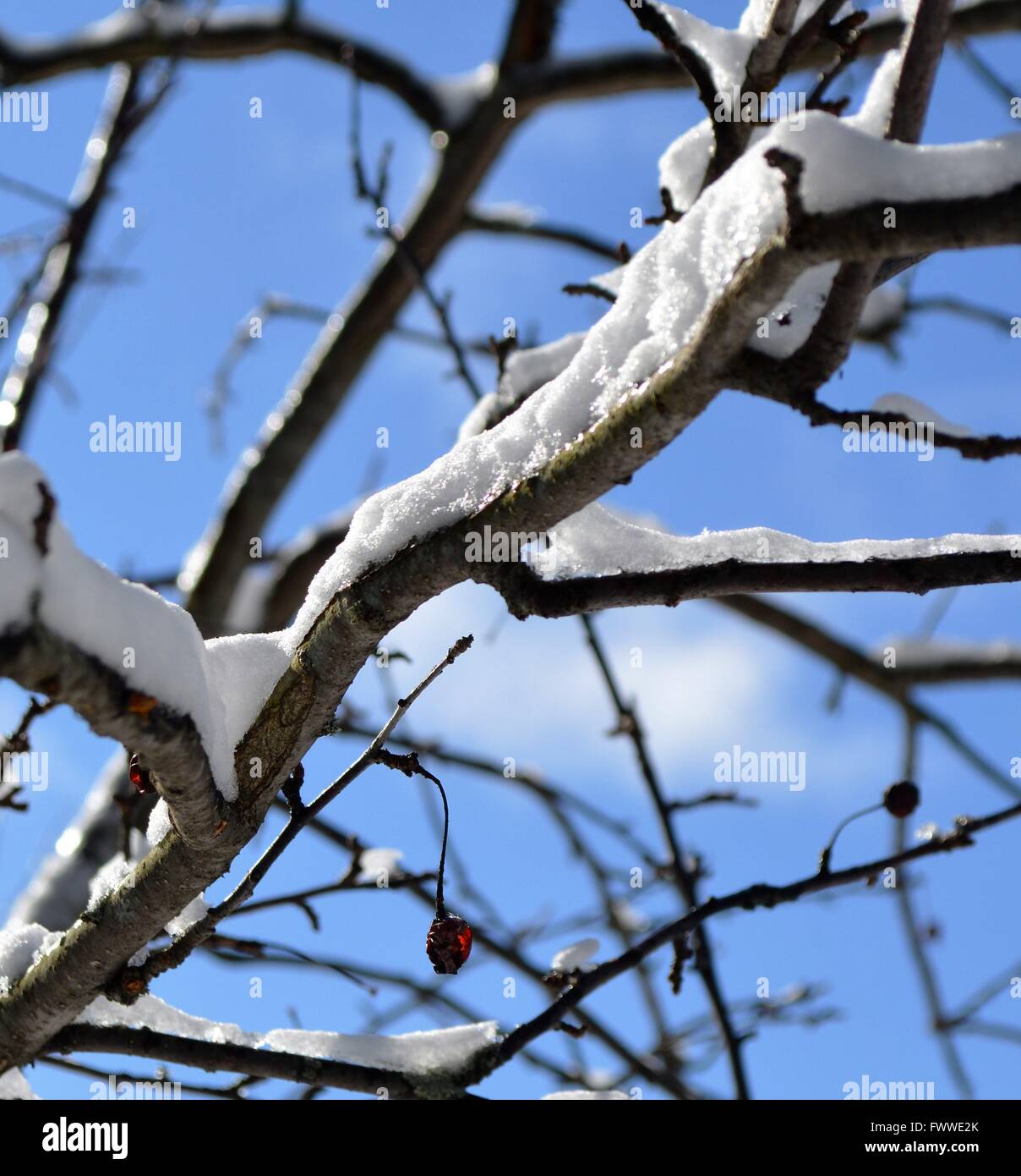 A close up of a snow covered tree branch against a bright blue sky Stock Photo