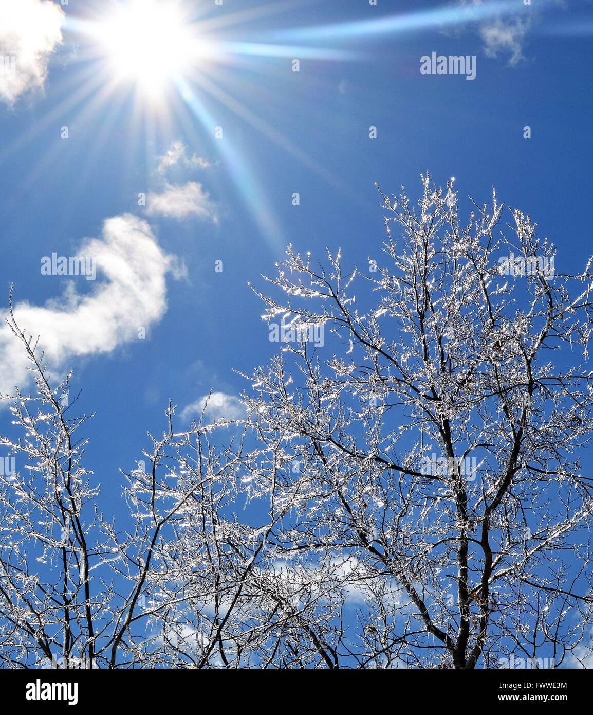 Beautiful photo of the suns rays and the ice crystals reflecting on the trees against a vibrant blue sky Stock Photo