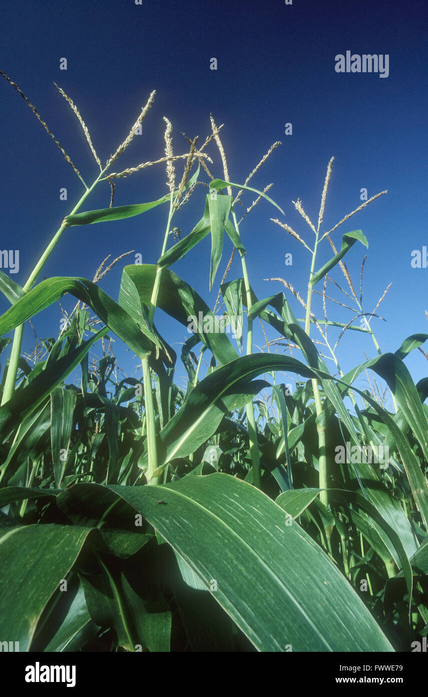 Growth stocks hi-res stock photography and images - Alamy