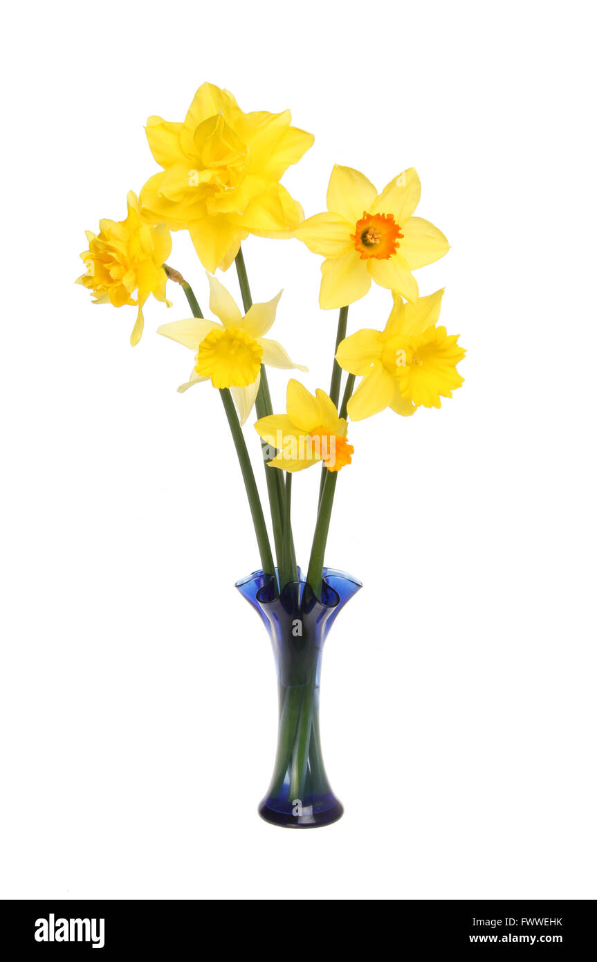 Arrangement of different Daffodil flowers in a glass vase isolated ...