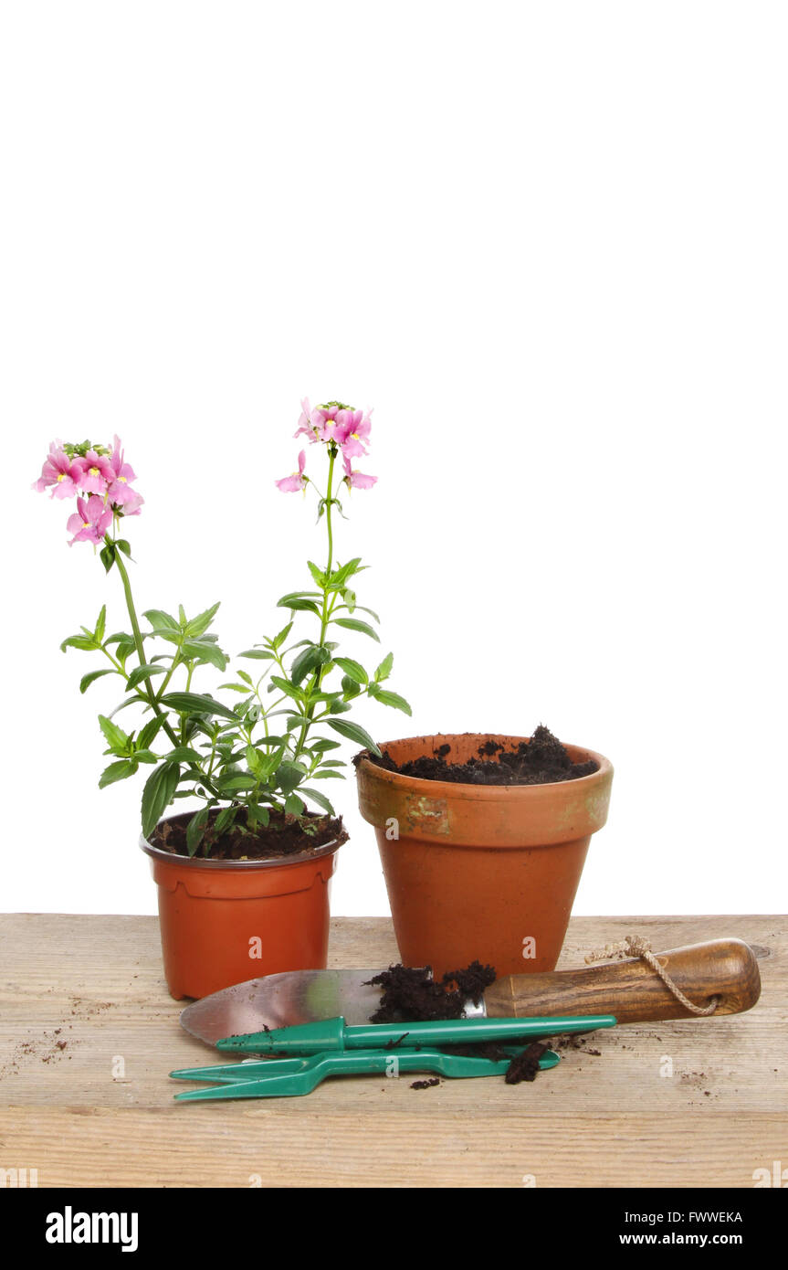 Nemesia bedding plant with a terracotta pot and tools on a potting bench Stock Photo