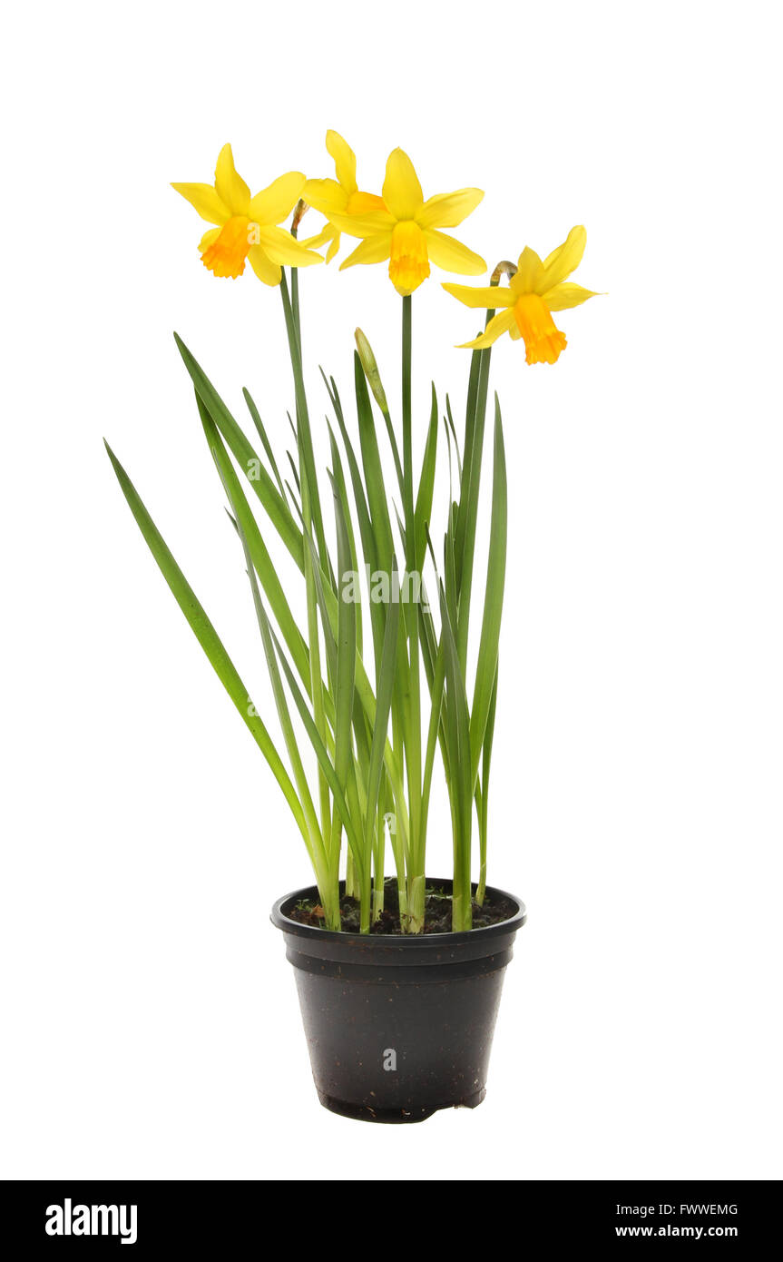 Flowering Tete a Tete daffodil plant in a pot isolated against white