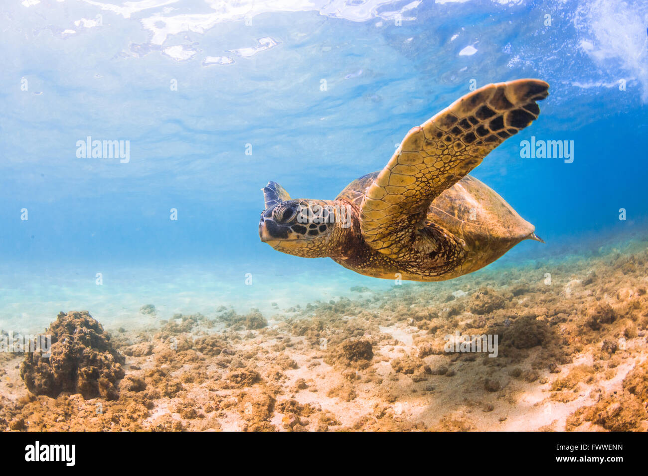 Hawaiian Green Sea Turtle cruising in the warm waters of the Pacific ...