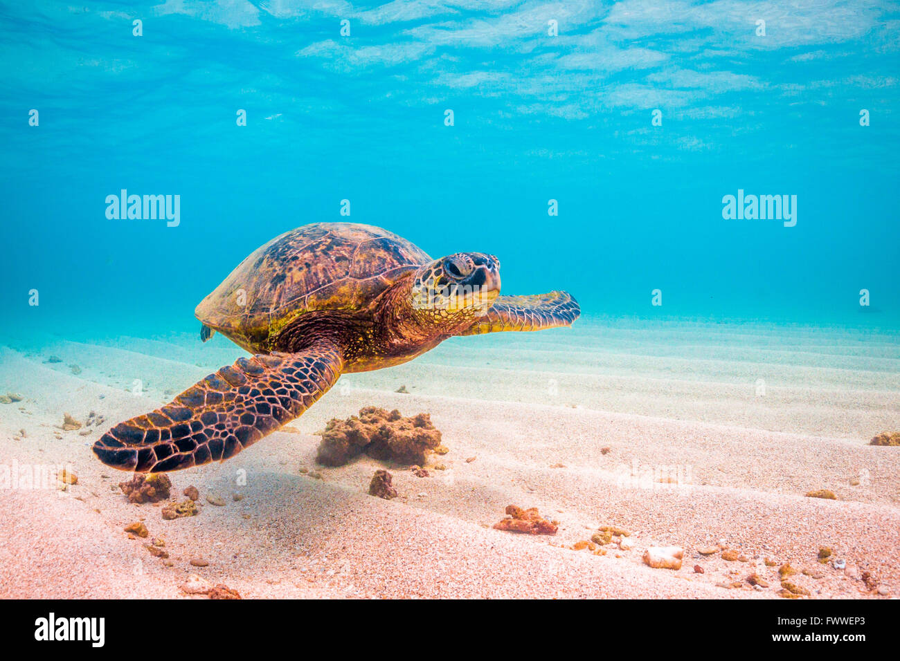 Hawaiian Green Sea Turtle cruising in the warm waters of the Pacific ...