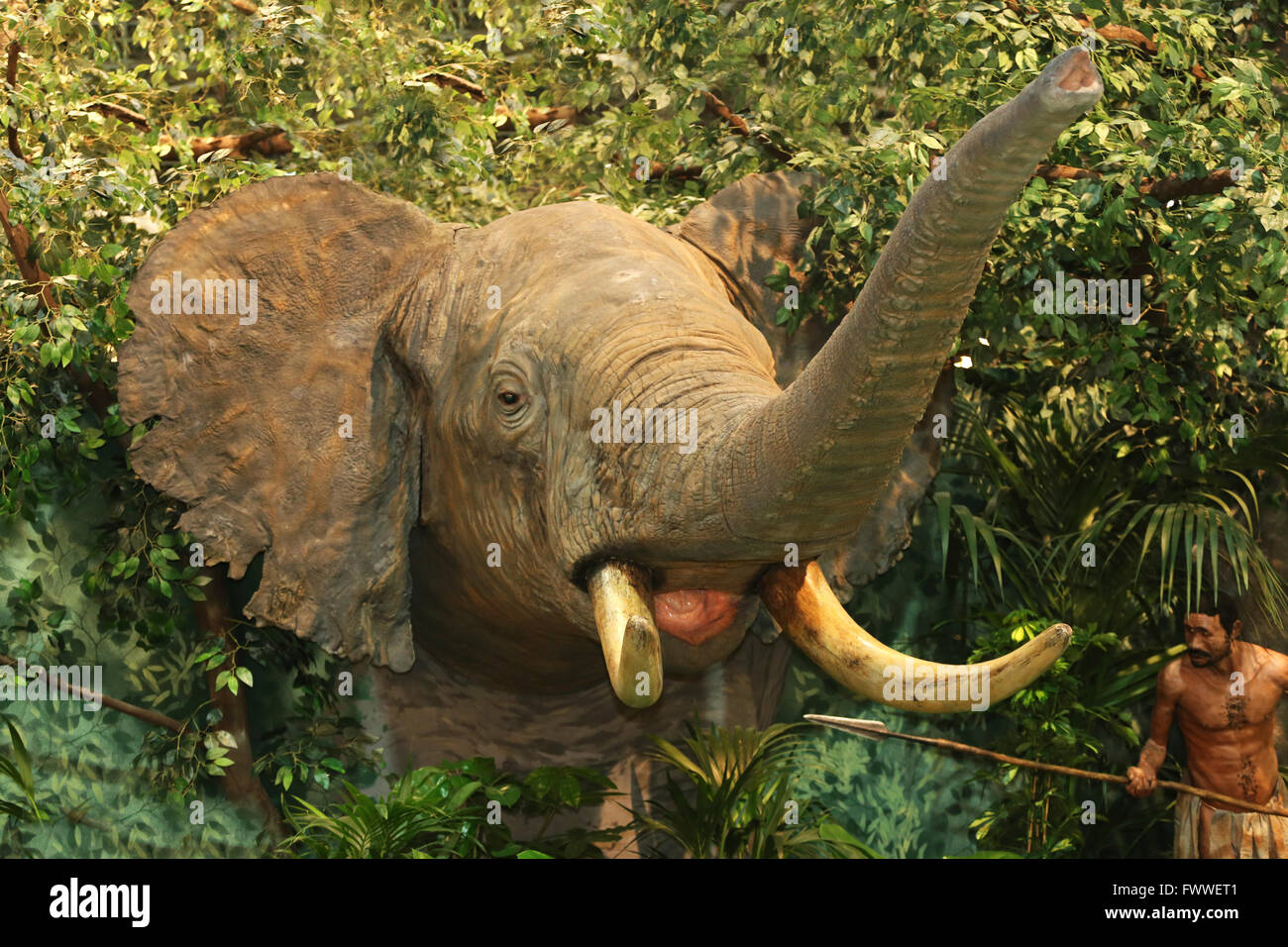 Diorama of african elephant with native hunter Stock Photo Alamy