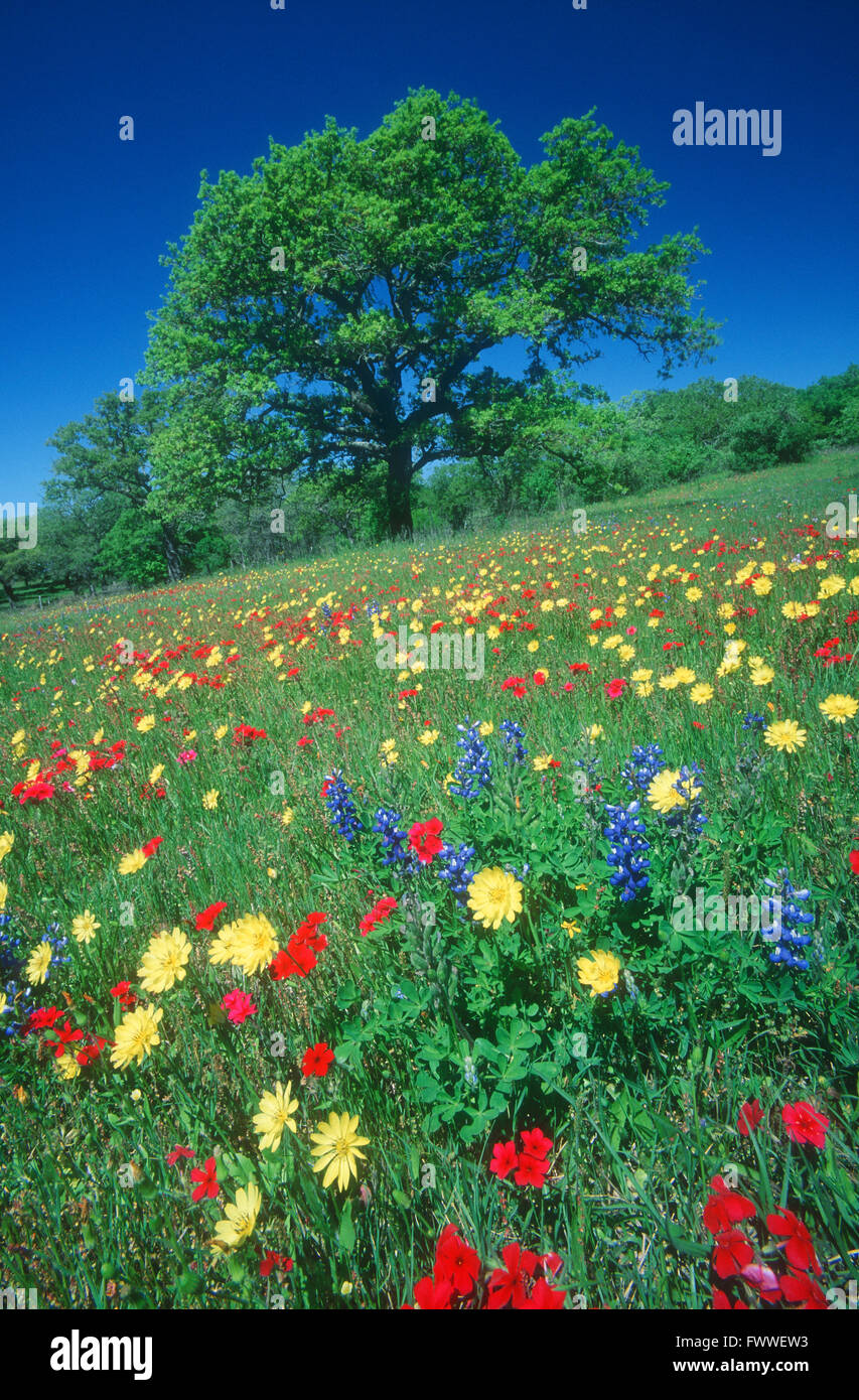 Wildflowers and Oak Tree in a Field, Fredericksburg, Texas, Usa Stock ...