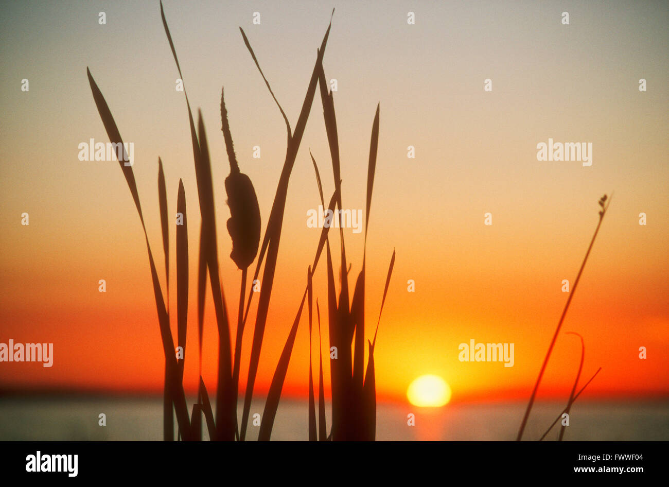 Bulrushes Silhouetted Against Sunset, Alberta, Canada Stock Photo