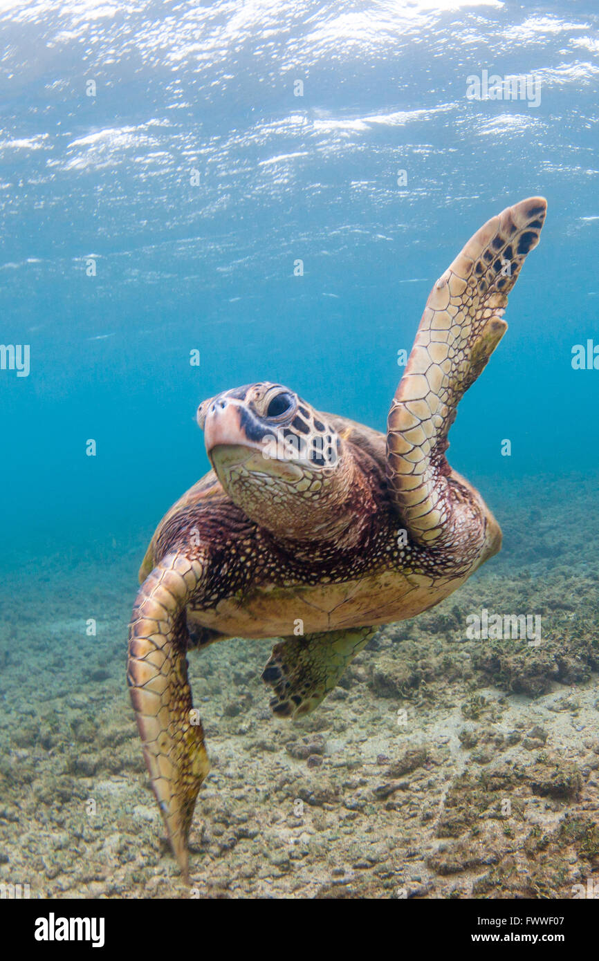 Hawaiian Green Sea Turtle cruising in the warm waters of the Pacific ...