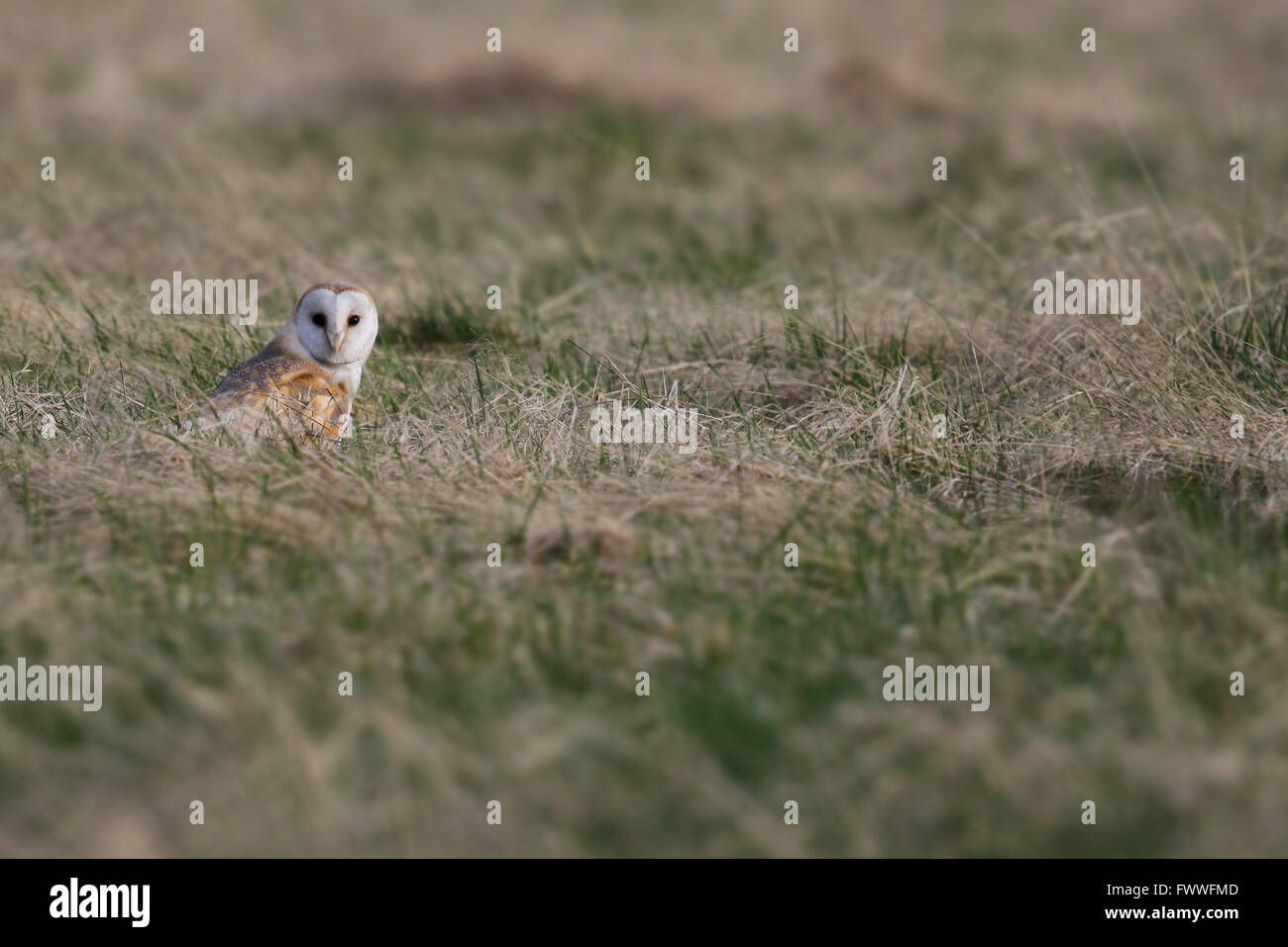 Wild Barn Owl (Tyto alba) stood in field looking straight at you. Taken in the UK. Non Captive Bird. Stock Photo