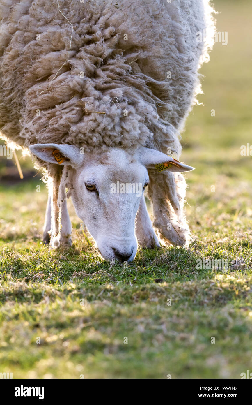 the sheep on pasture is grass eating Stock Photo - Alamy