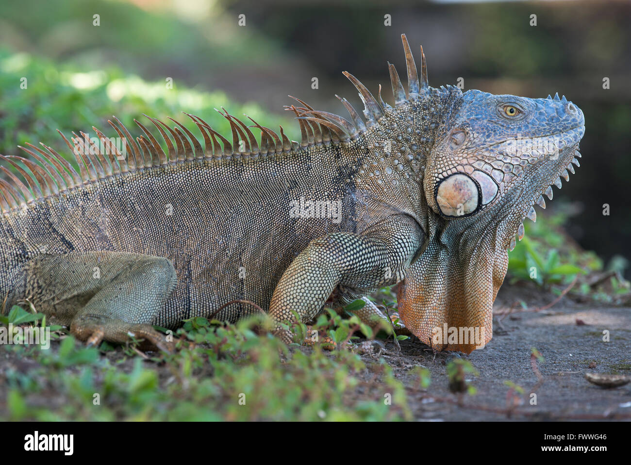 Green Iguana (Iguana iguana), Limón Province, Costa Rica Stock Photo