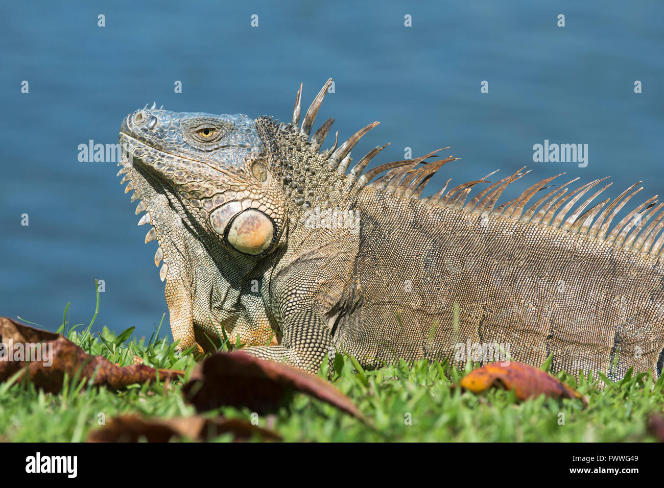 Green Iguana (Iguana iguana) by water, Limón Province, Costa Rica Stock Photo