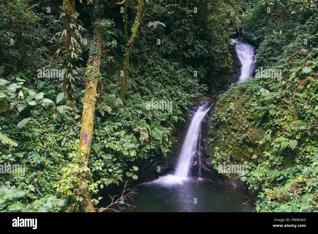 Small waterfall in the cloud forest, Santa Elena Cloud Forest Reserve, Alajuela province, Costa Rica Stock Photo