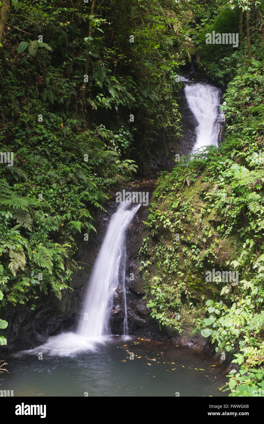 Waterfall in the cloud forest, Santa Elena Cloud Forest Reserve, Alajuela province, Costa Rica Stock Photo
