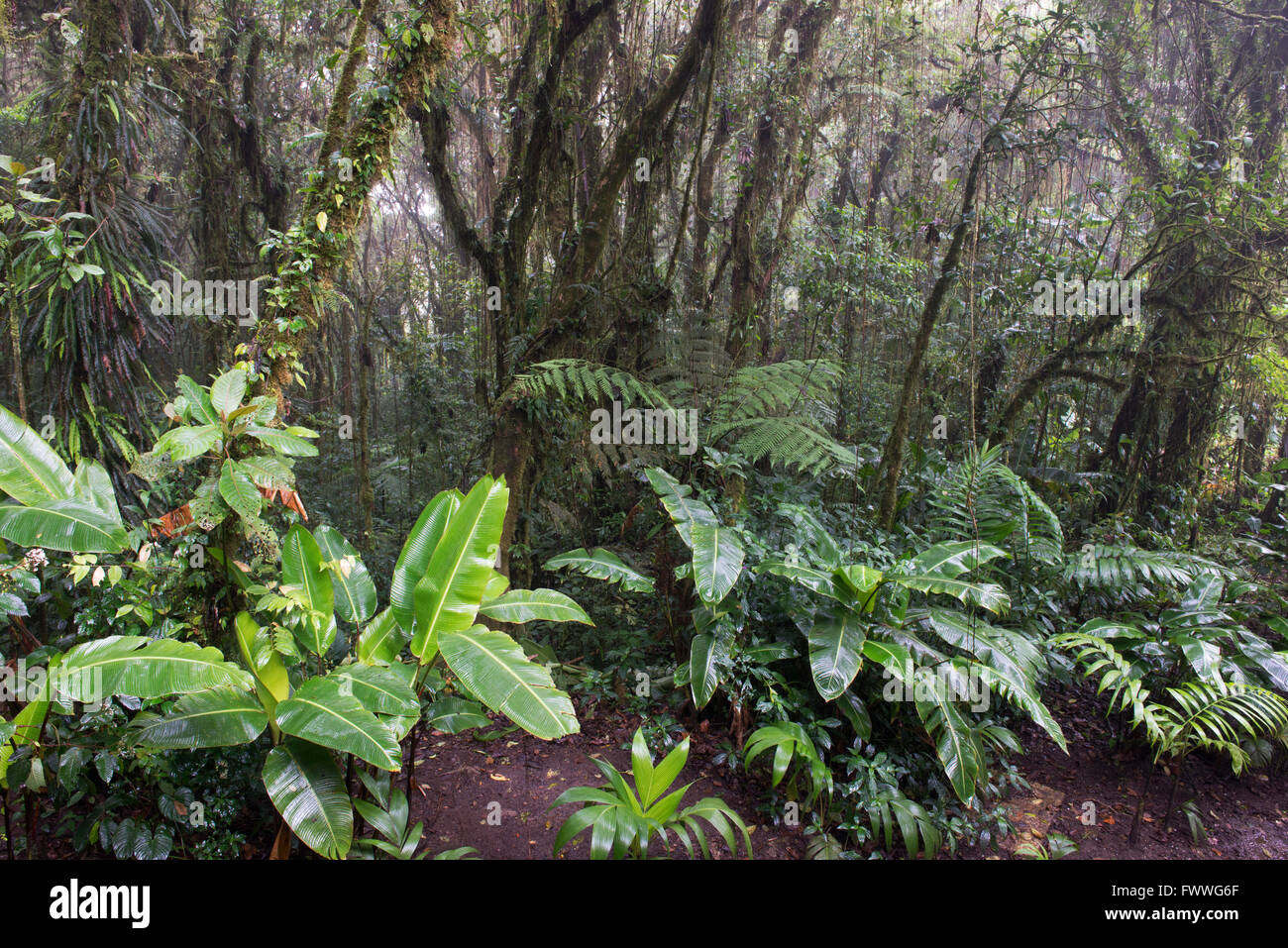 Cloud forest, Santa Elena Cloud Forest Reserve, Alajuela province, Costa Rica Stock Photo