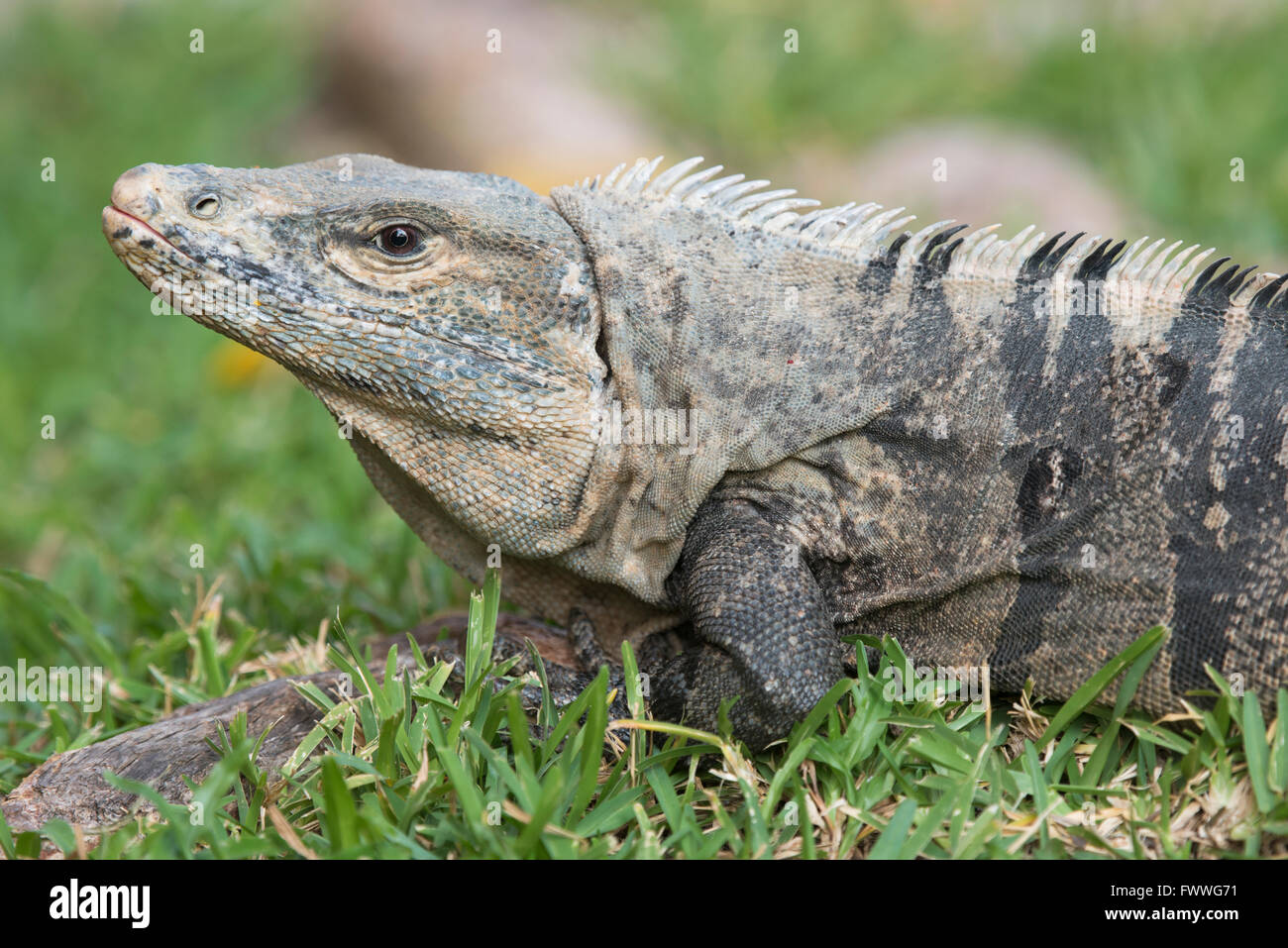 Black Iguana (Ctenosaura similis), Quepos, Puntarenas Province, Costa Rica Stock Photo