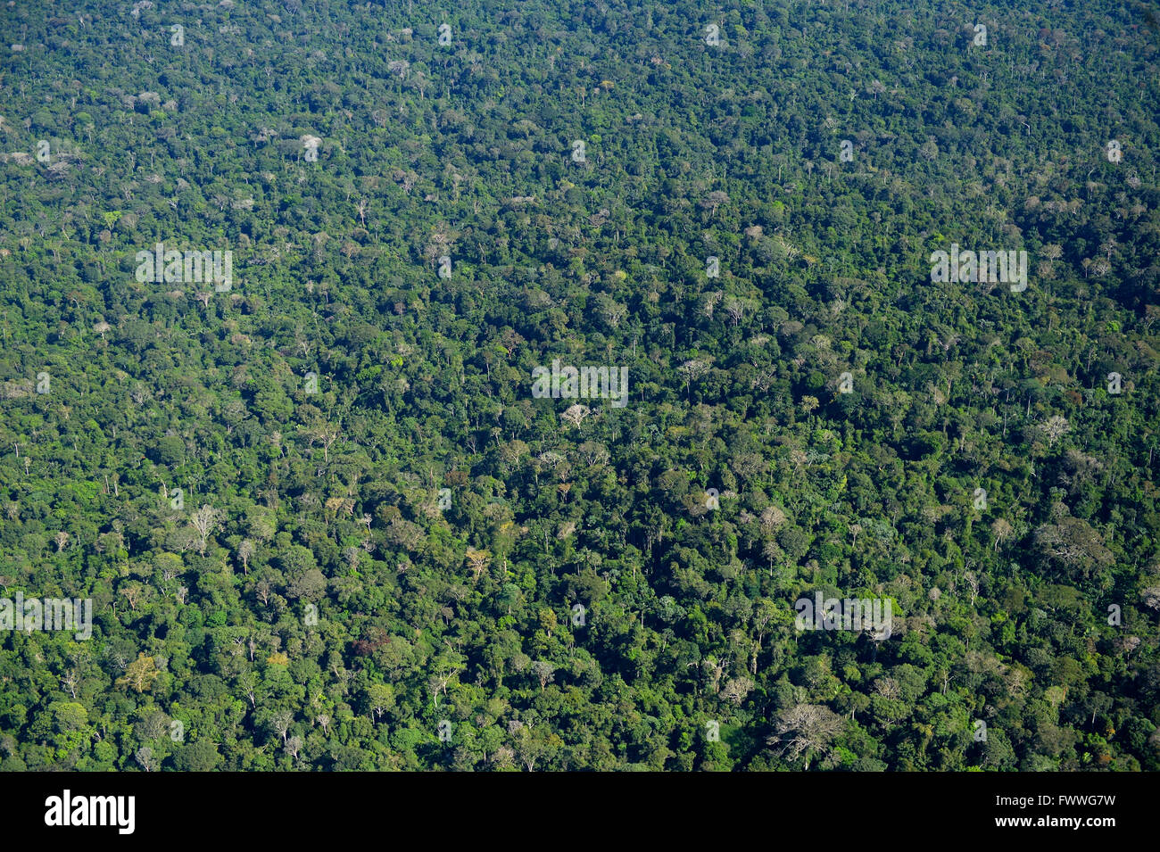 Amazon rainforest between Itaituba and Trairão, aerial view, Pará, Brazil Stock Photo