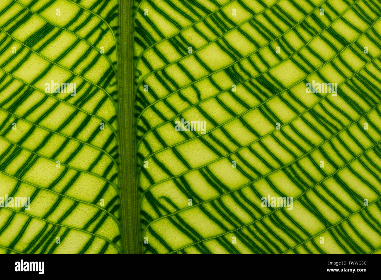 Calathea musaica (Calathea musaica), leaf structure Stock Photo