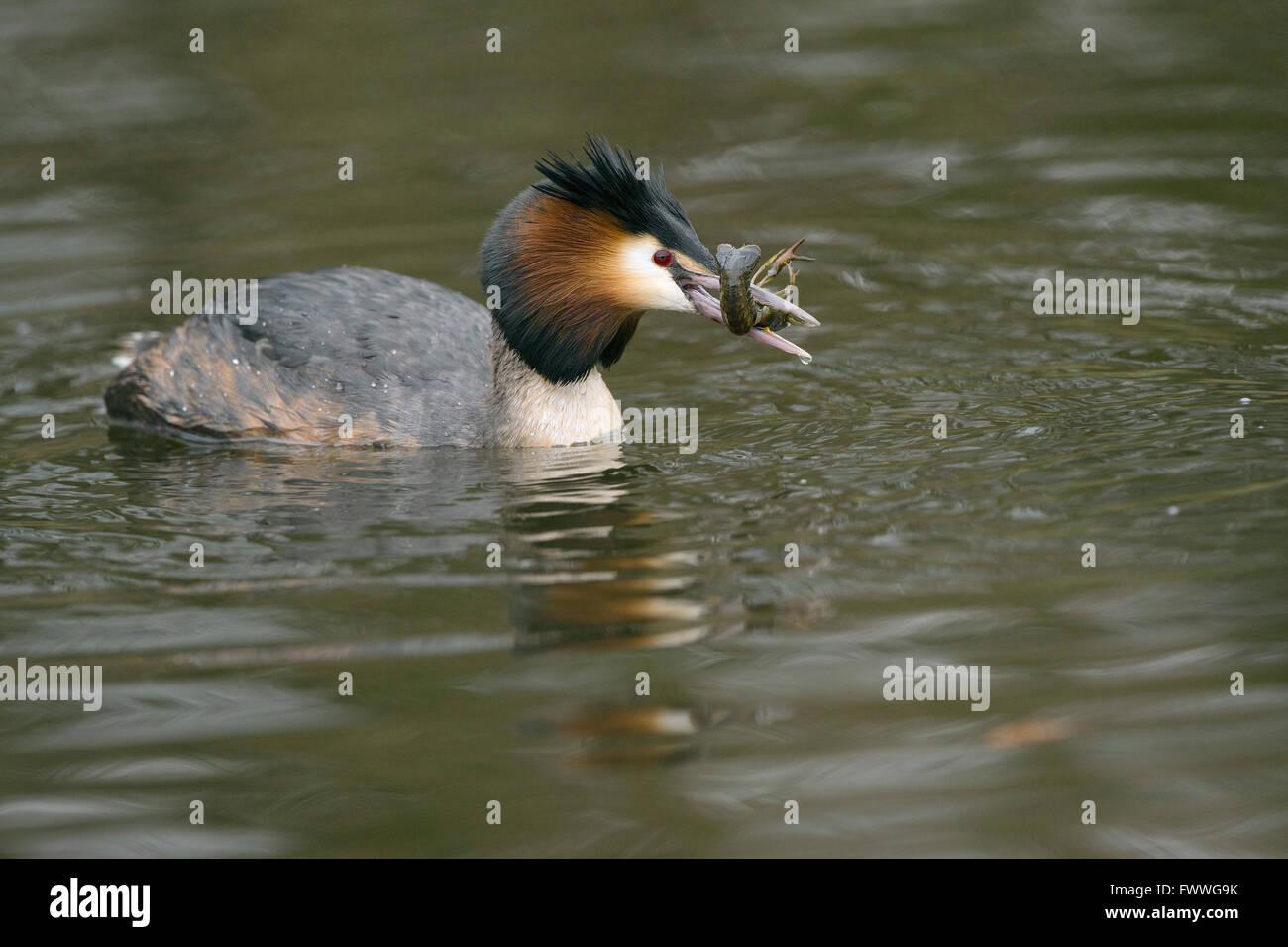 Grebe (Podiceps cristatus) with crayfish (Astacus astacus) in water, Nettetal, North Rhine-Westphalia, Germany Stock Photo