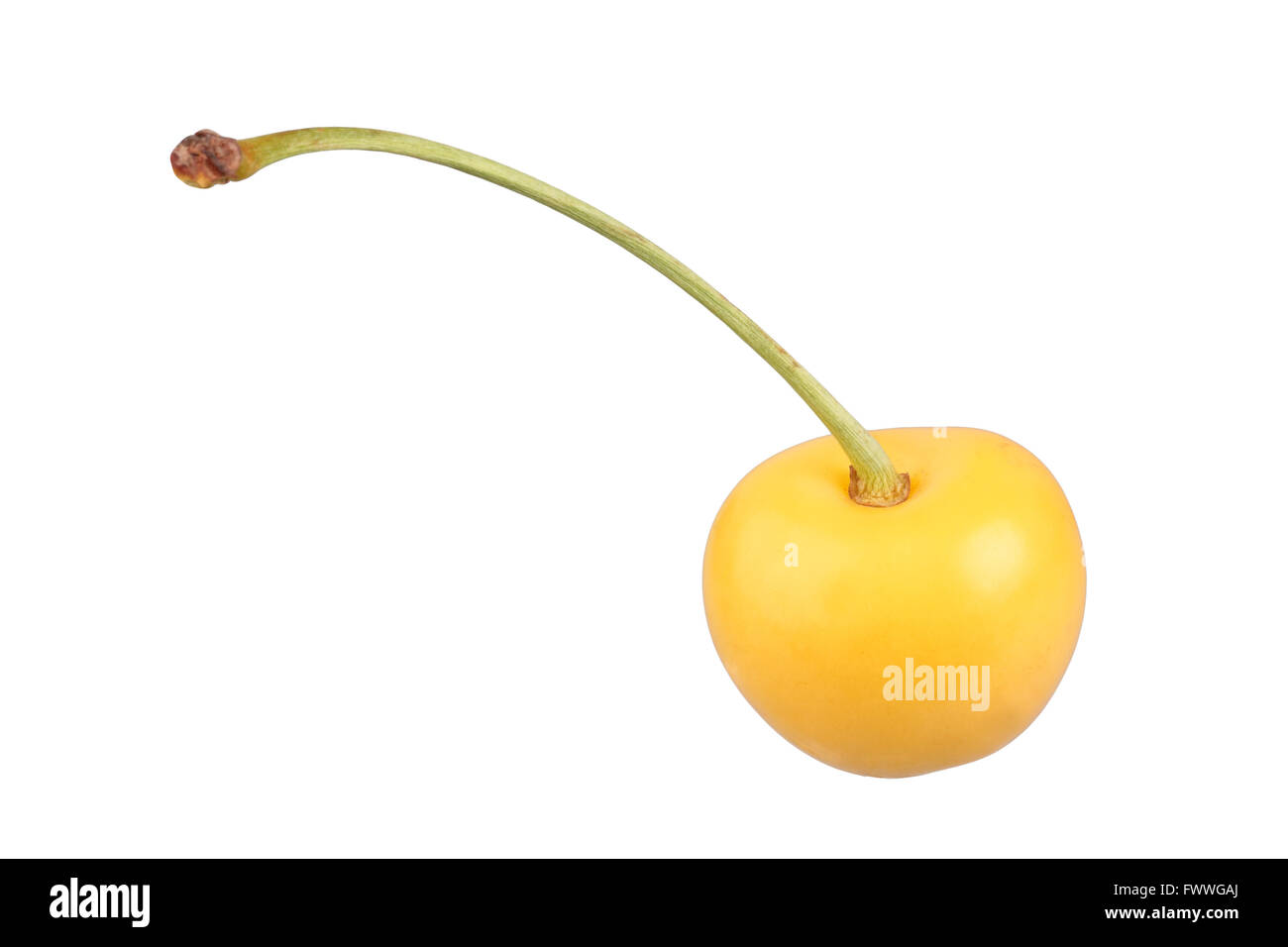 Sweet cherry, Yellow Hedelfinger variety Stock Photo