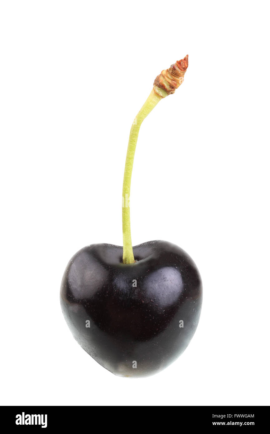 Sweet cherry, Schwarzer Falter or Landele variety Stock Photo