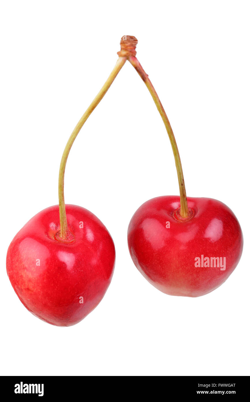 Sweet cherry, Nieder-Mörlener Rotbunte variety Stock Photo