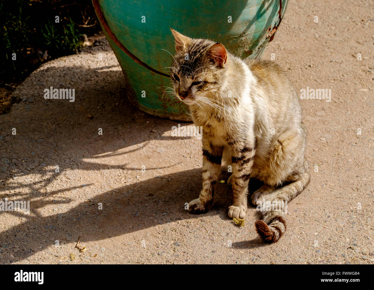 A cat sitting in the gardens of the Bahia Palace in Marrakech, Morocco, North Africa Stock Photo