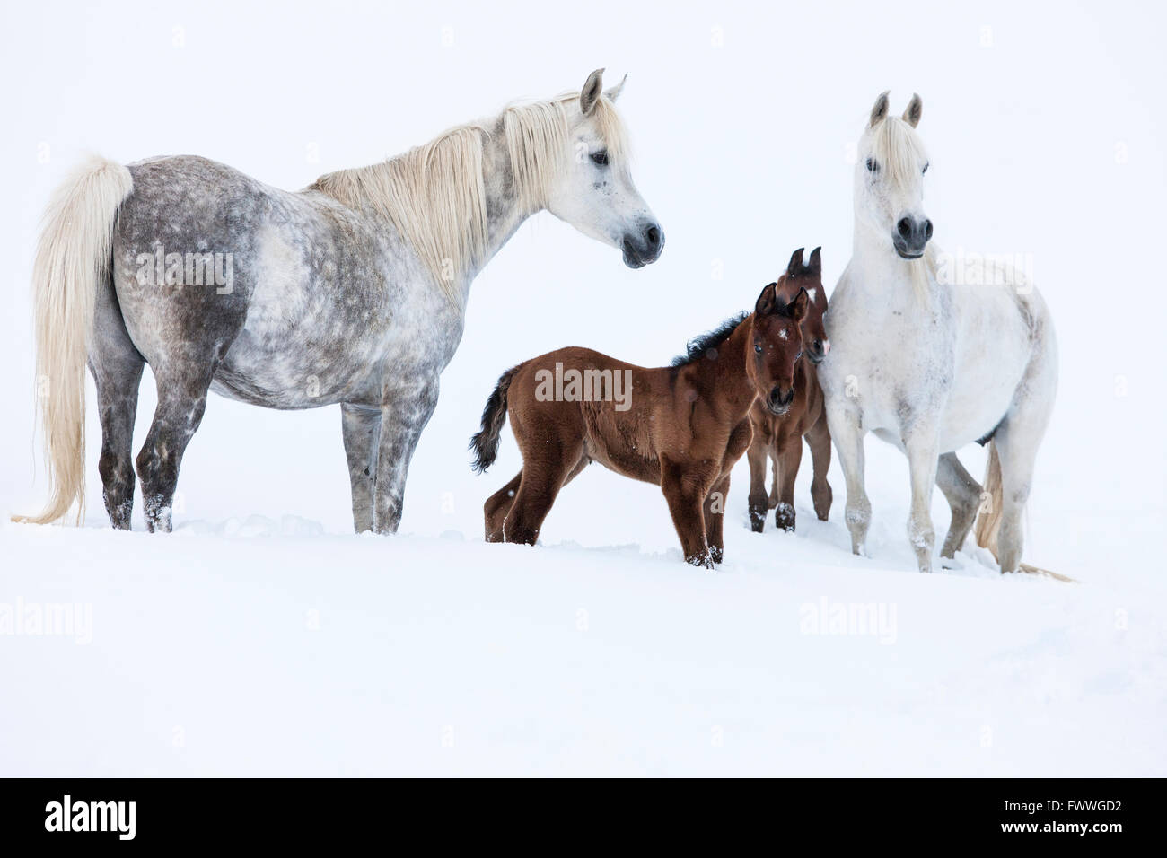 Purebred Arabian horses, mares with foals in the snow, Gray, Tyrol, Austria Stock Photo