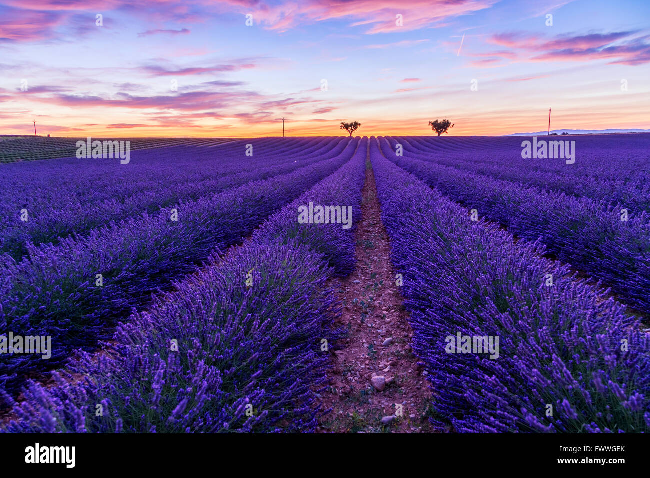 Lavender field summer landscape near Valensole.Provence,France Stock Photo