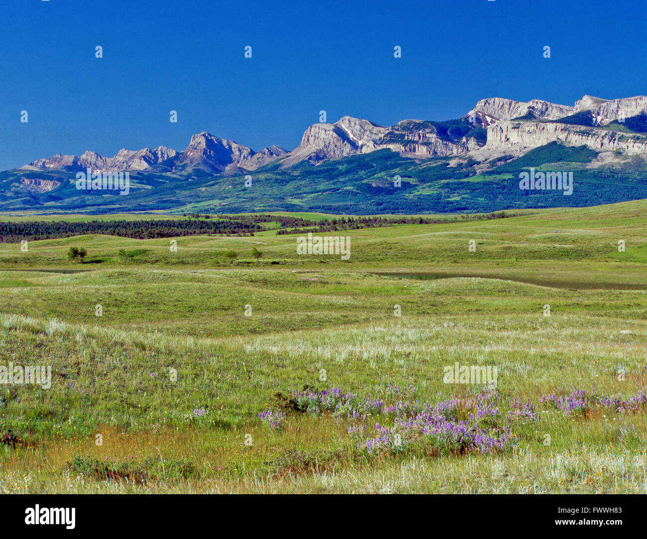 rocky mountain front and prairie in the birch creek area near heart butte, montana Stock Photo