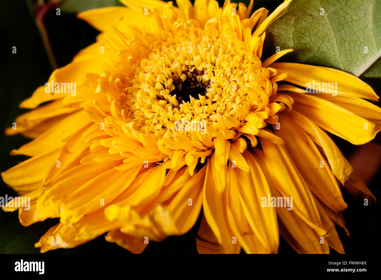 Tight Shot Of Yellow Flower And Green Leaves Stock Photo