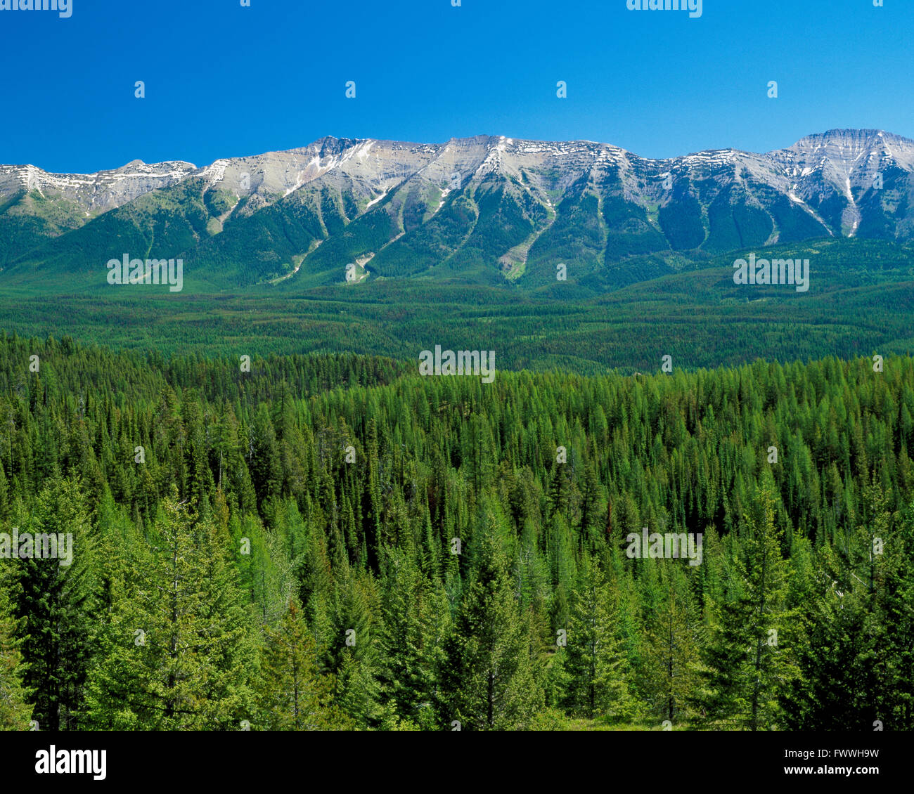 swan range above the seeleyswan valley near condon, montana Stock