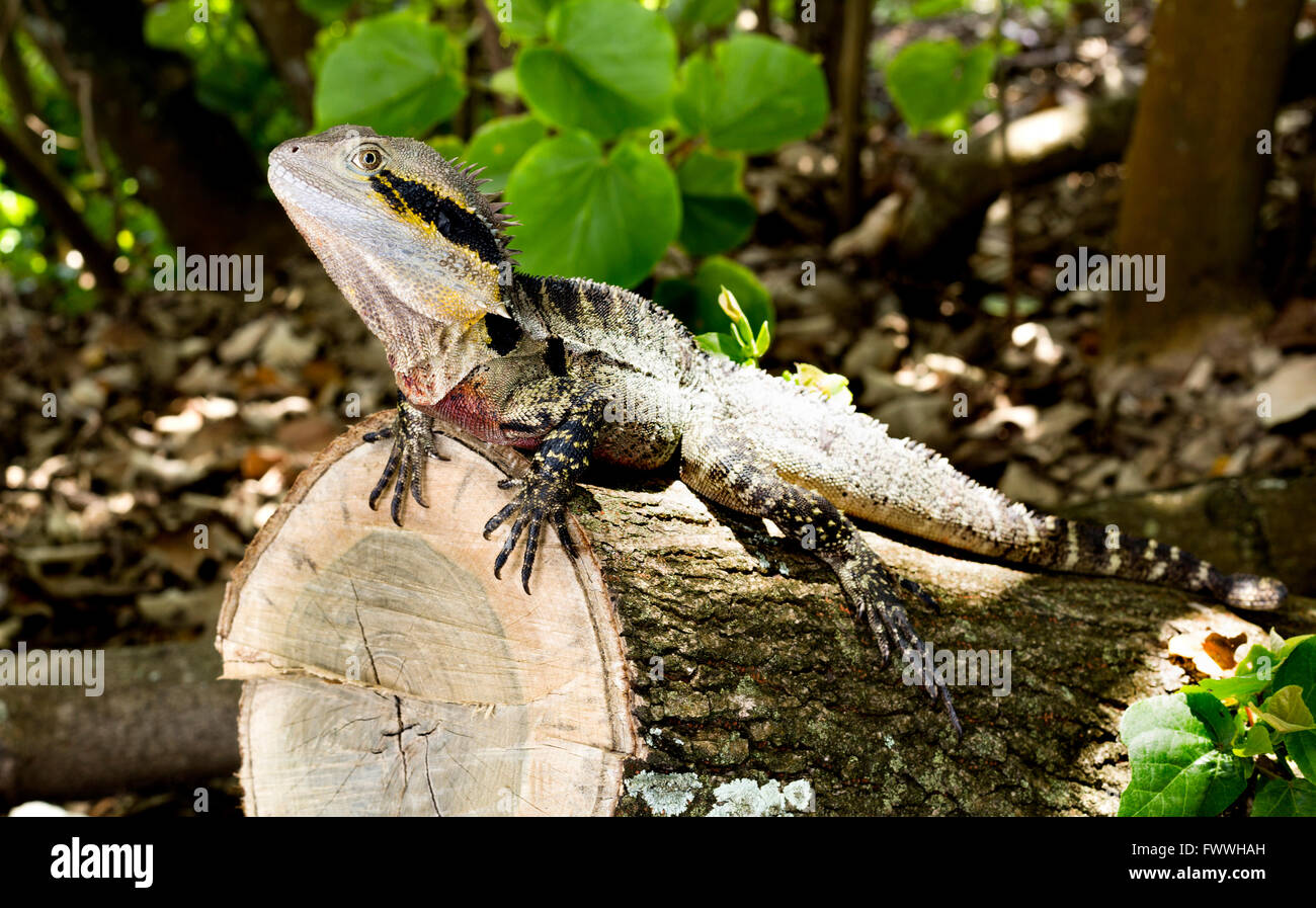 Australian native climber hires stock photography and images Alamy