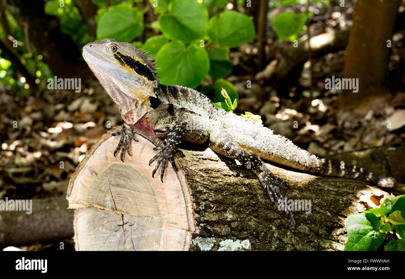 An Eastern Water Dragon (Intellagama lesueurii) is an arboreal agamid species native to eastern Australia from Victoria northwar Stock Photo