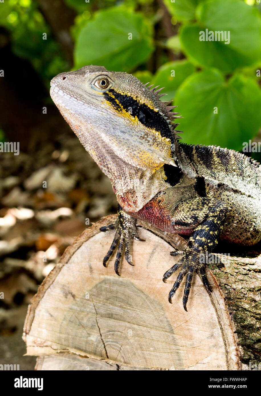 An Eastern Water Dragon (Intellagama lesueurii) is an arboreal agamid species native to eastern Australia from Victoria northwar Stock Photo