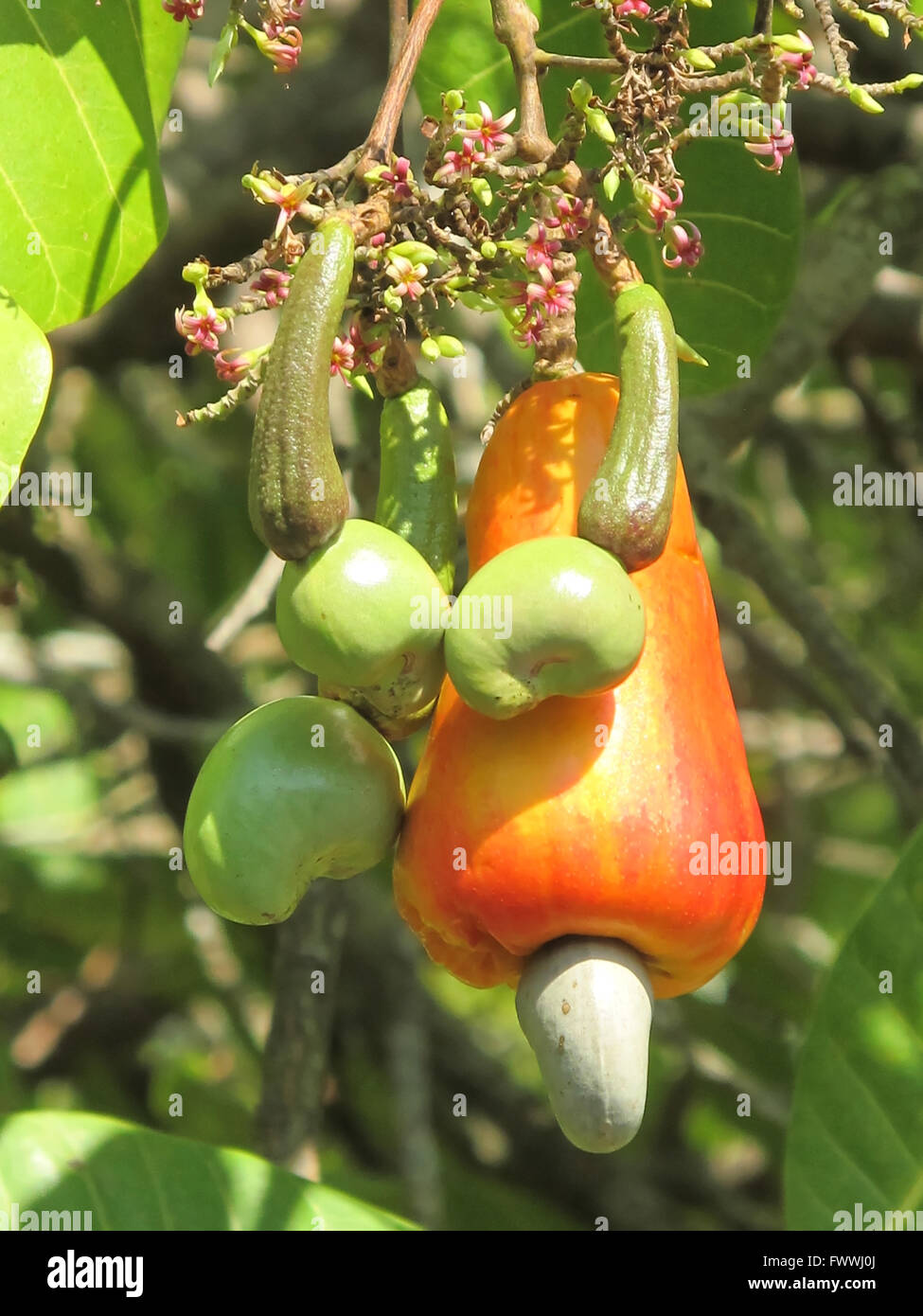 Closeup of cashew fruit on the tree Stock Photo Alamy