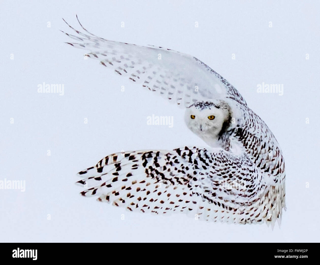 Snowy owls are stunningly beautiful in silent flight and in fierce ...