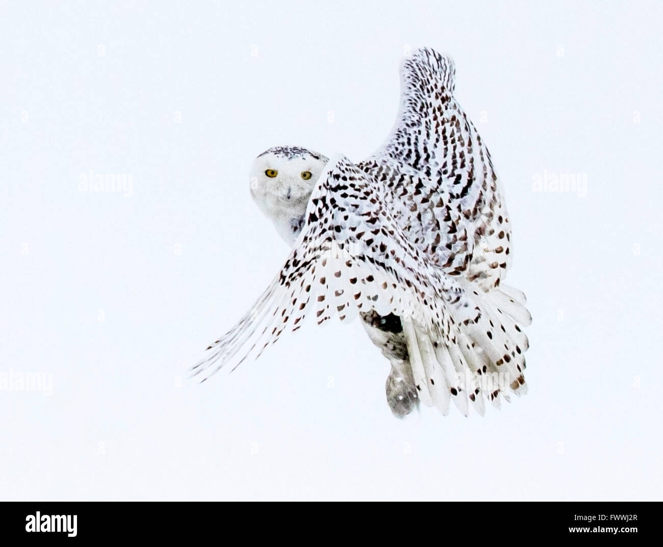 Snowy owls are stunningly beautiful in silent flight and in fierce hunting activity.  They are very strong with sharp talons and beak. Stock Photo