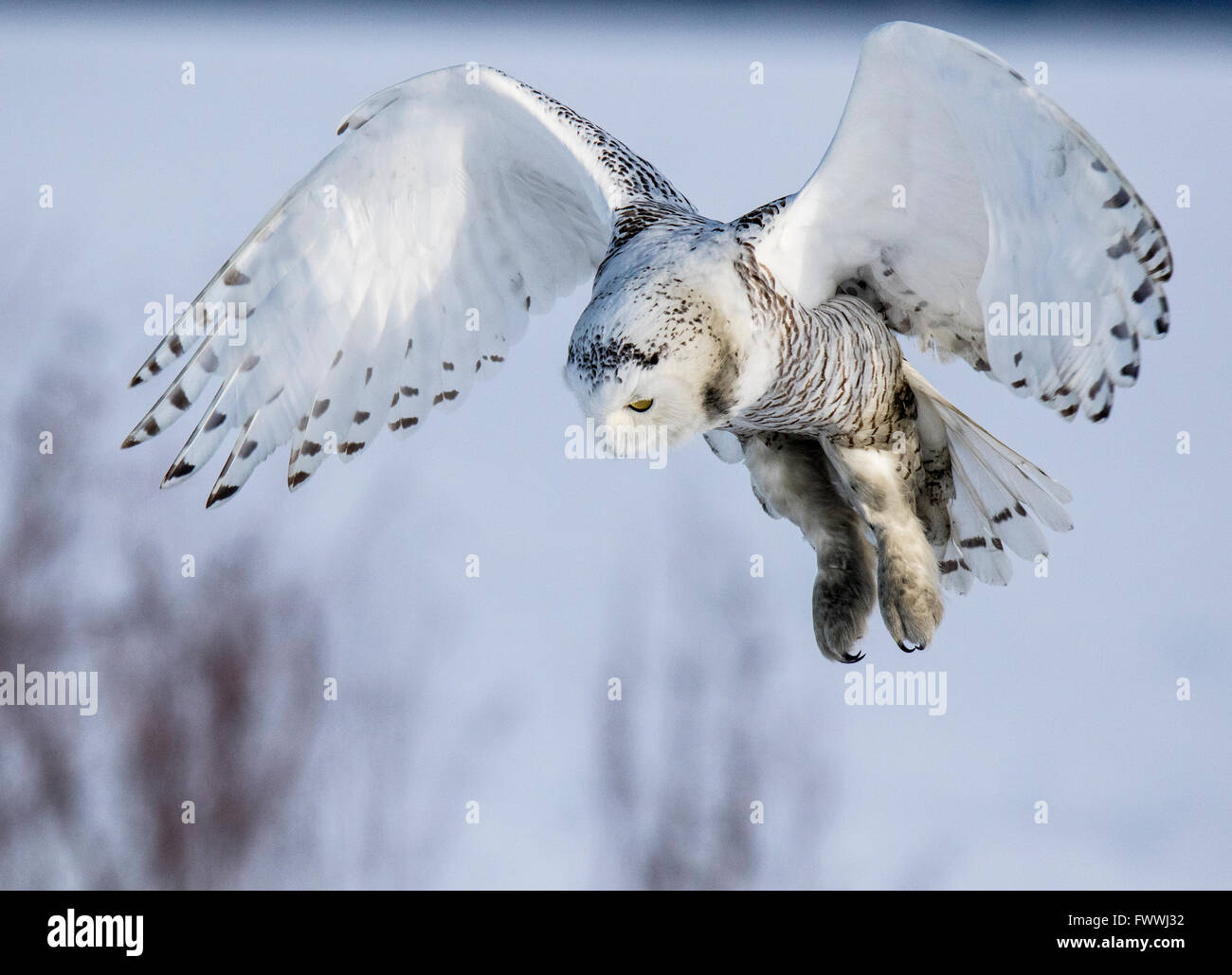 Snowy owls are stunningly beautiful in silent flight and in fierce ...