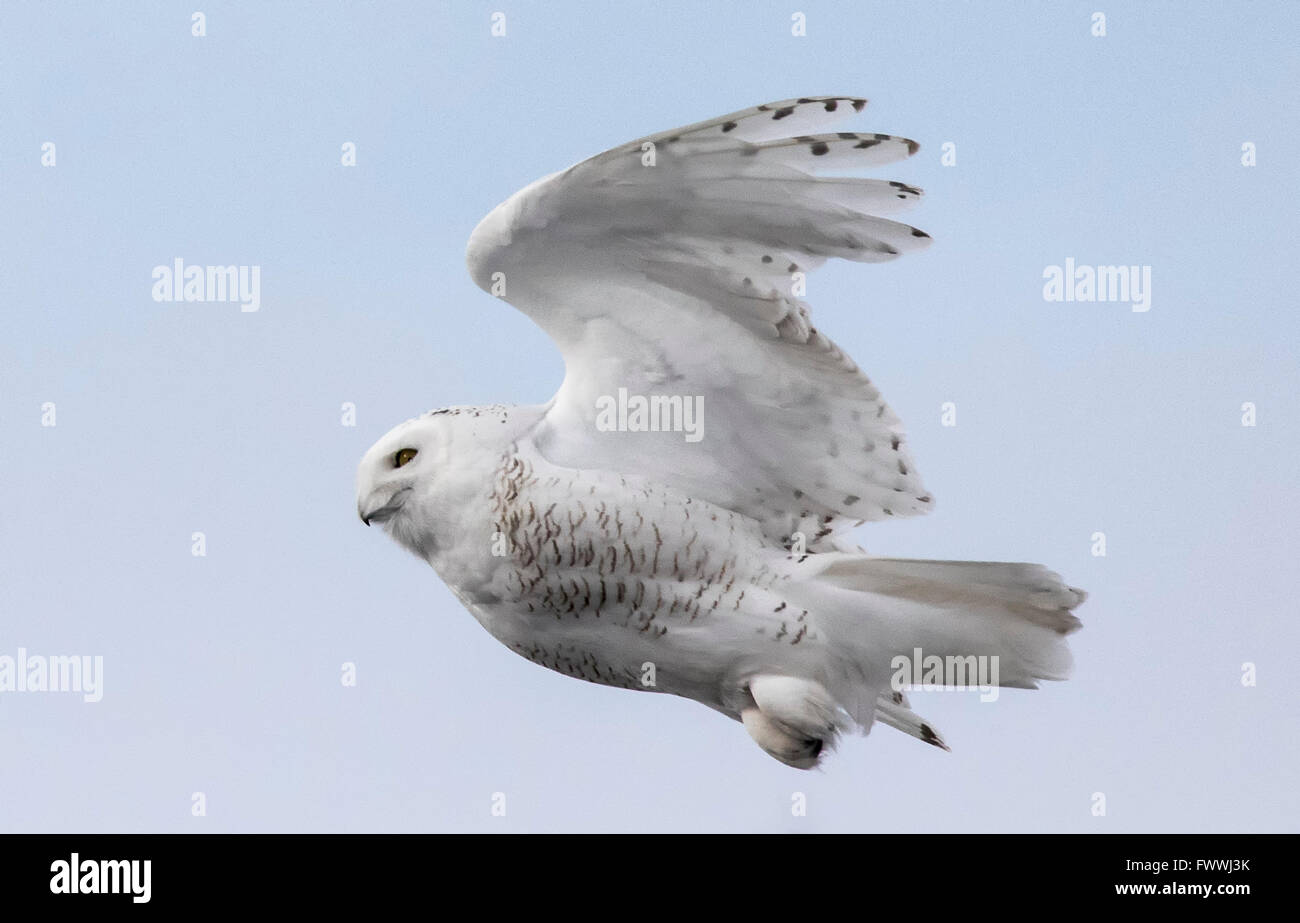 Snowy owls are stunningly beautiful in silent flight and in fierce hunting activity.  They are very strong with sharp talons and beak. Stock Photo
