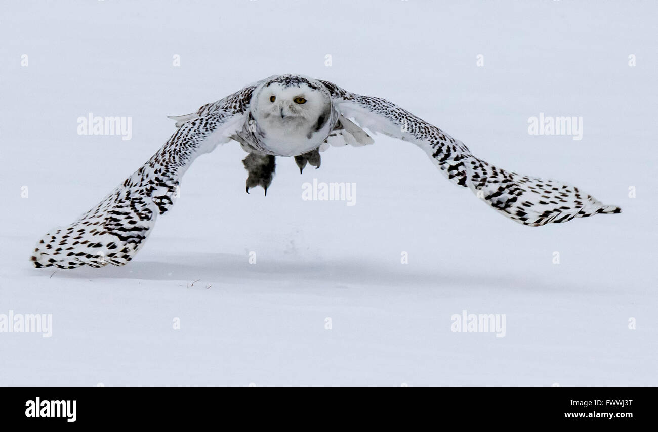 Snowy owl hunting over winter field Stock Photo - Alamy