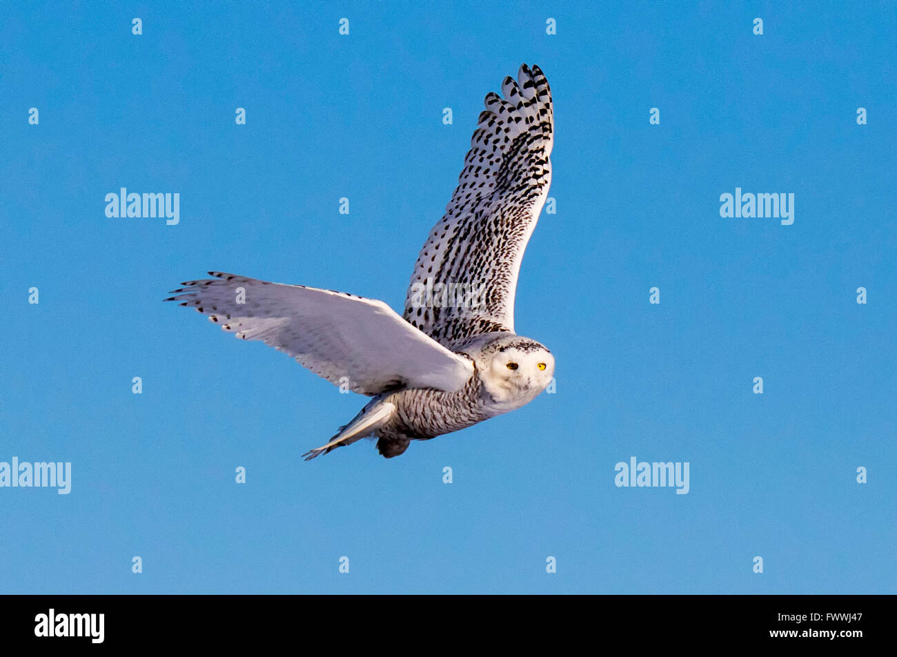 Snowy owl in flight Stock Photo