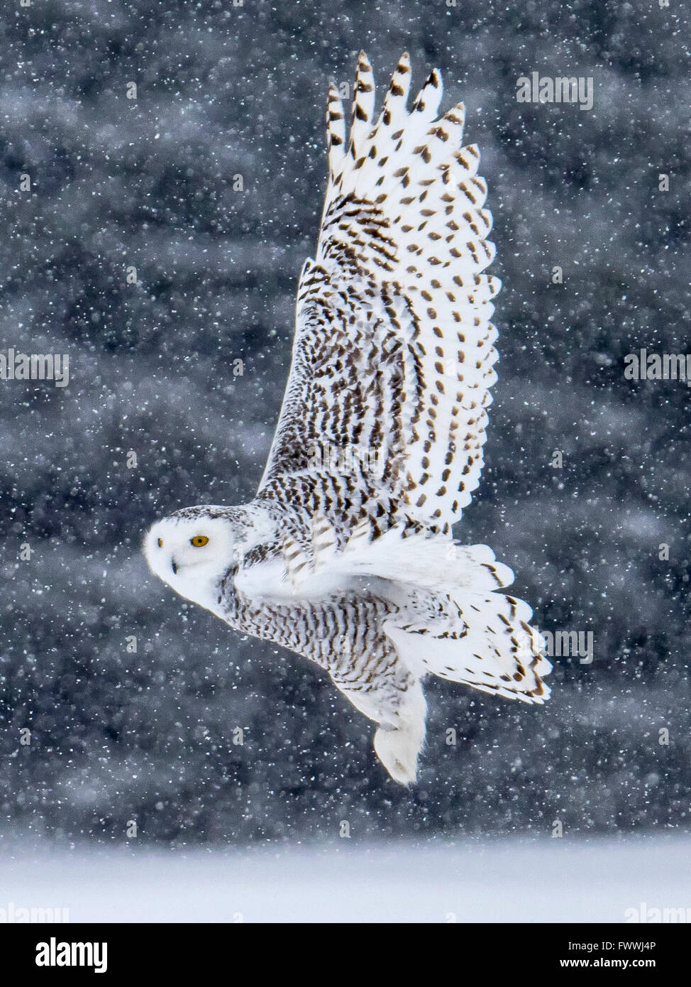 Snowy owl in flight in the snow Stock Photo