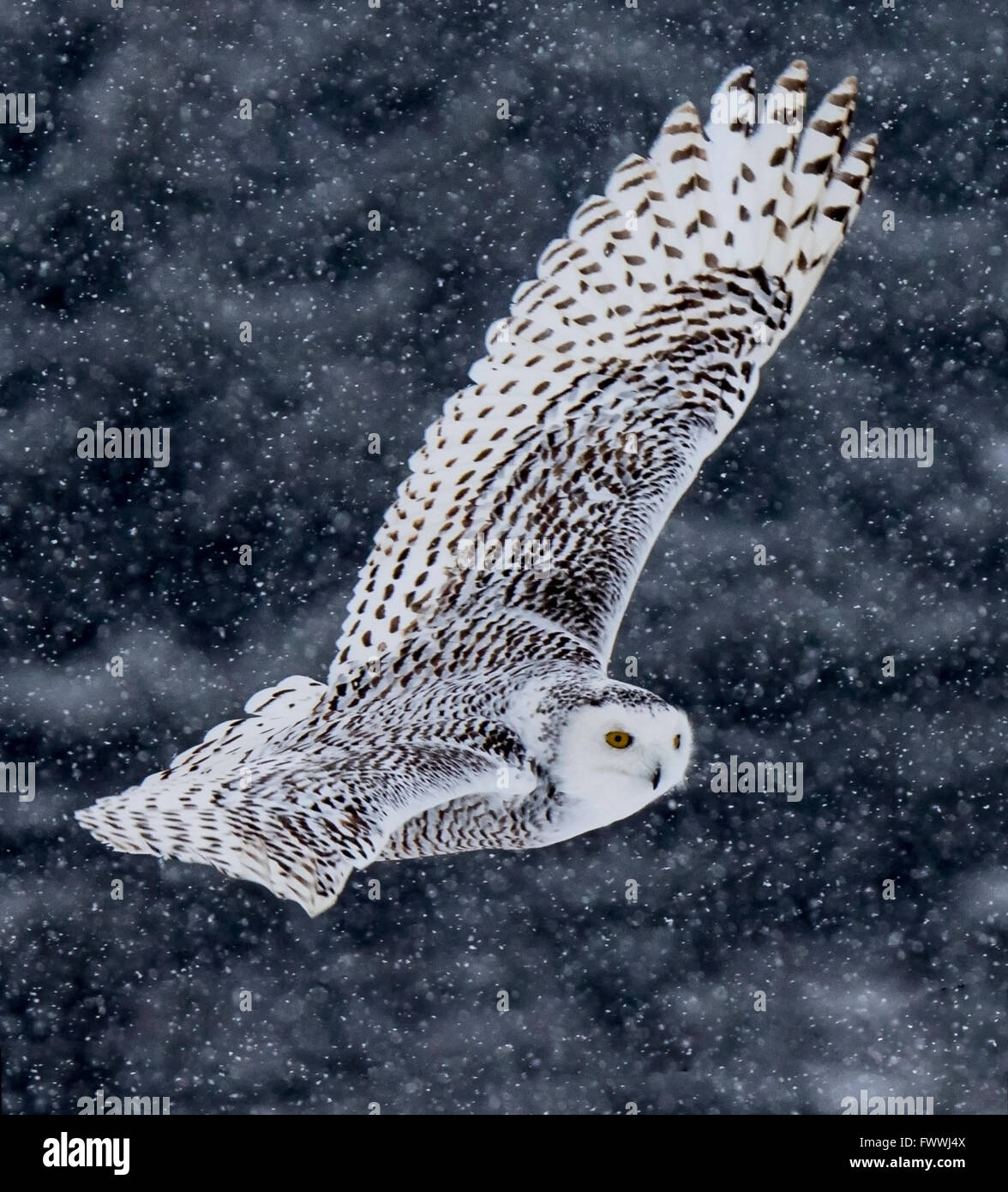 Snowy Owl flying in snow storm Stock Photo - Alamy