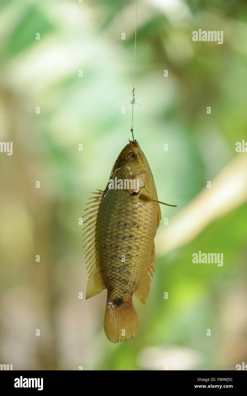 climbing perch fish hanging on the hook Stock Photo