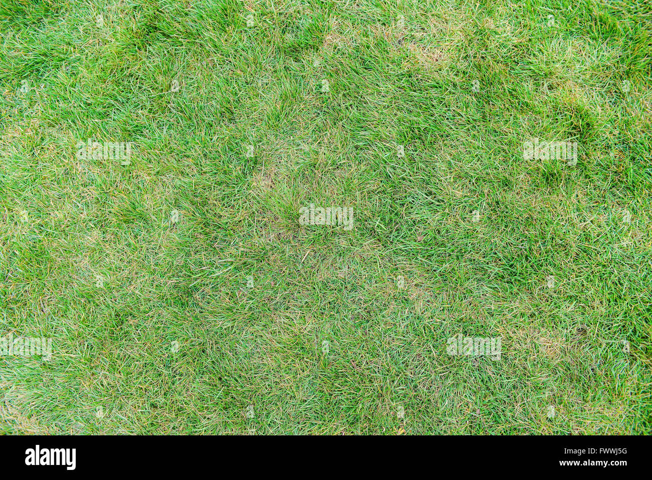 top view of grass field Stock Photo