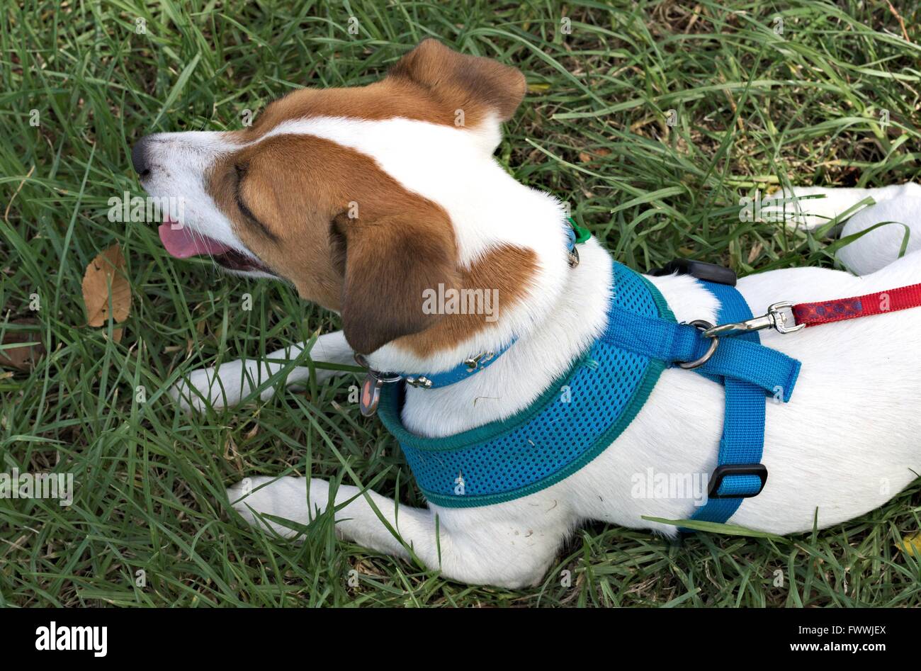 Pet fox terrier, on lead and harness, from above. Stock Photo
