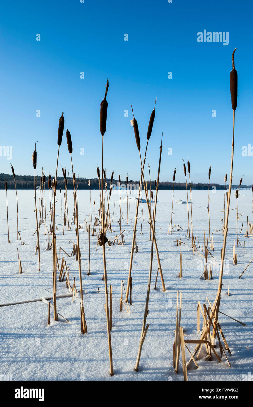 Broadleaf cattail [Typha latifolia] Stock Photo