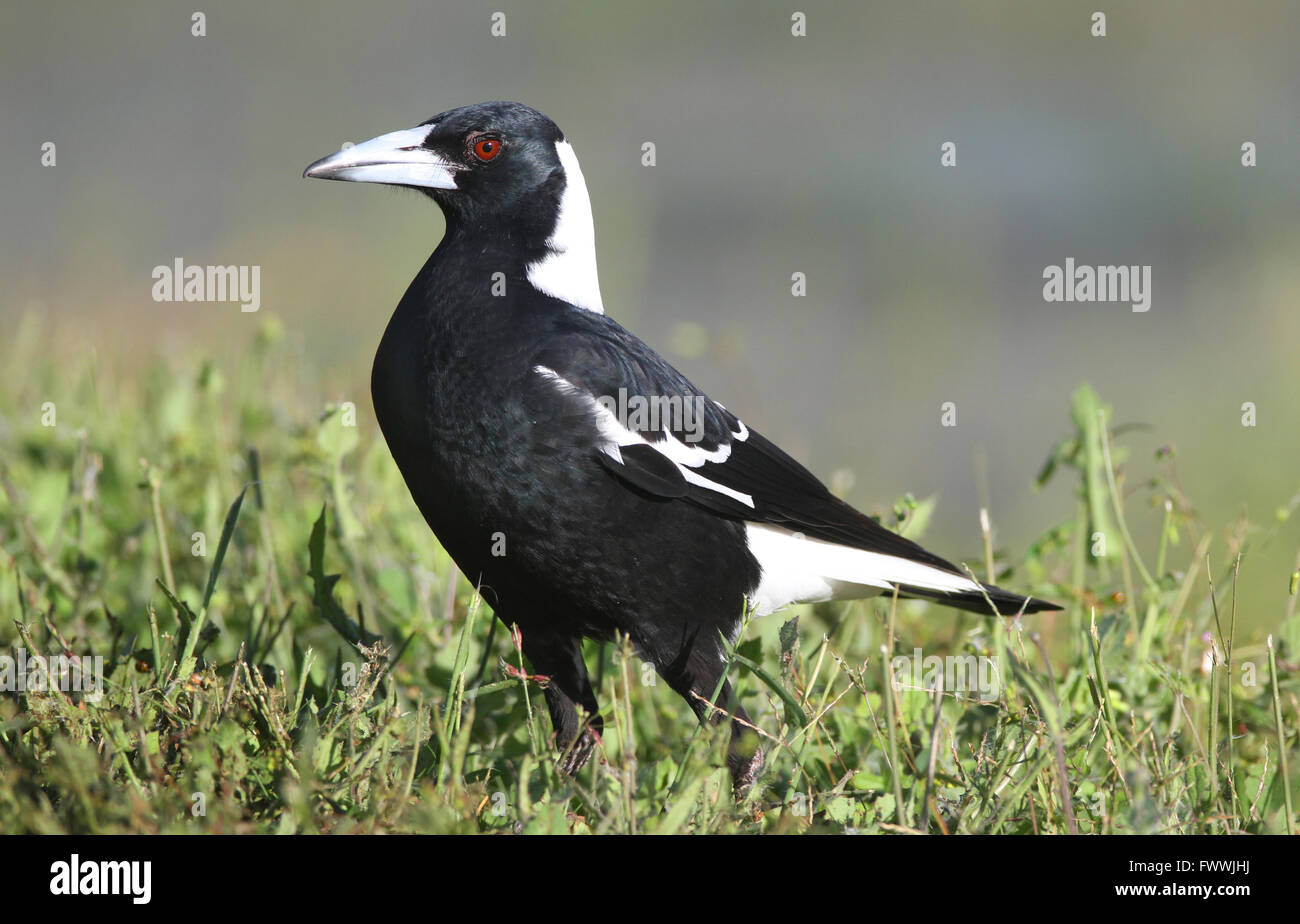 An Australian Magpie - Cracticus tibicen - searching for food on the ground. Stock Photo