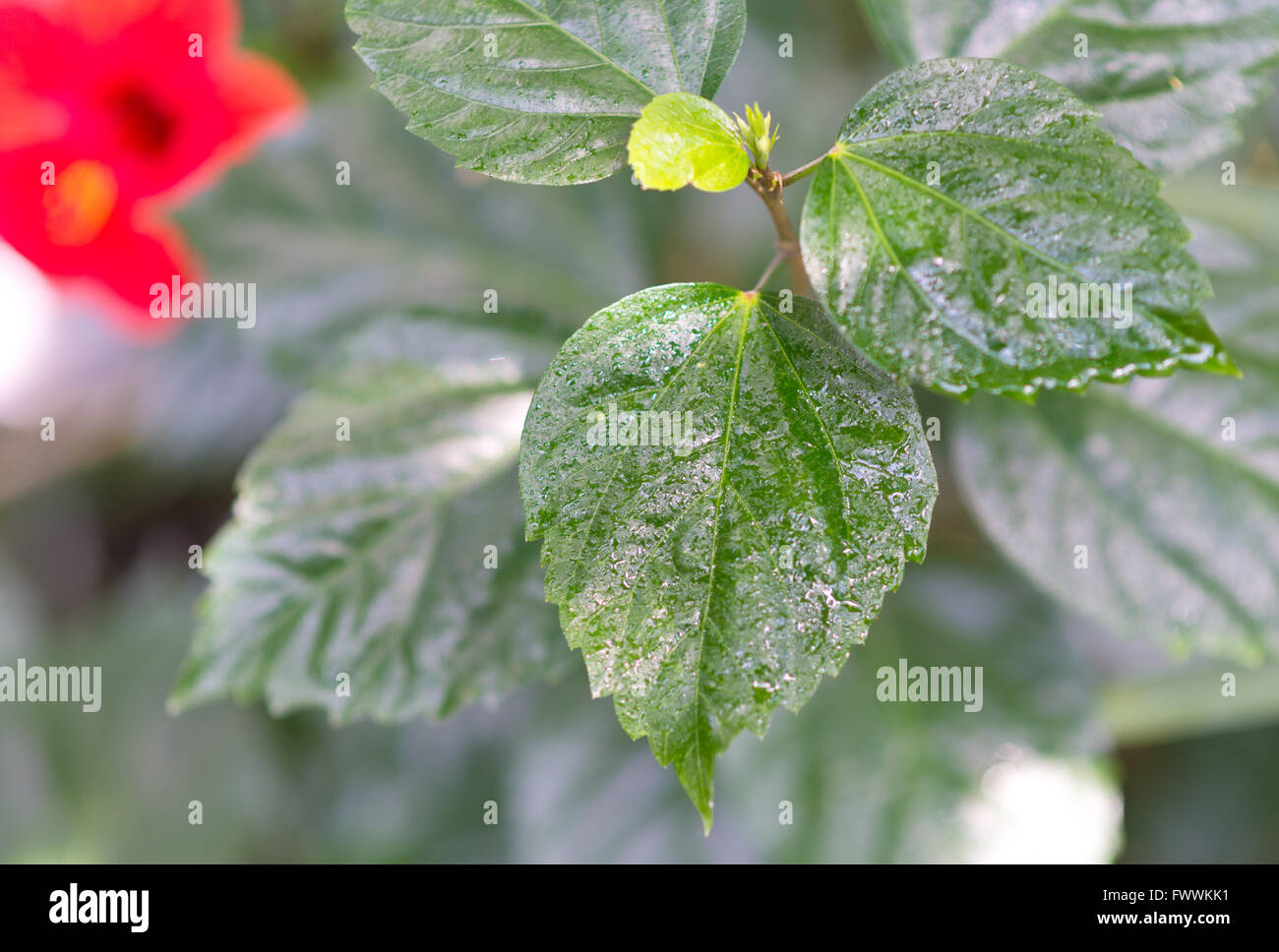 Wet green leaves fresh rose hi-res stock photography and images - Alamy